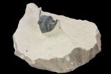 Bargain, Metacanthina Trilobite - Lghaft, Morocco #119828-1